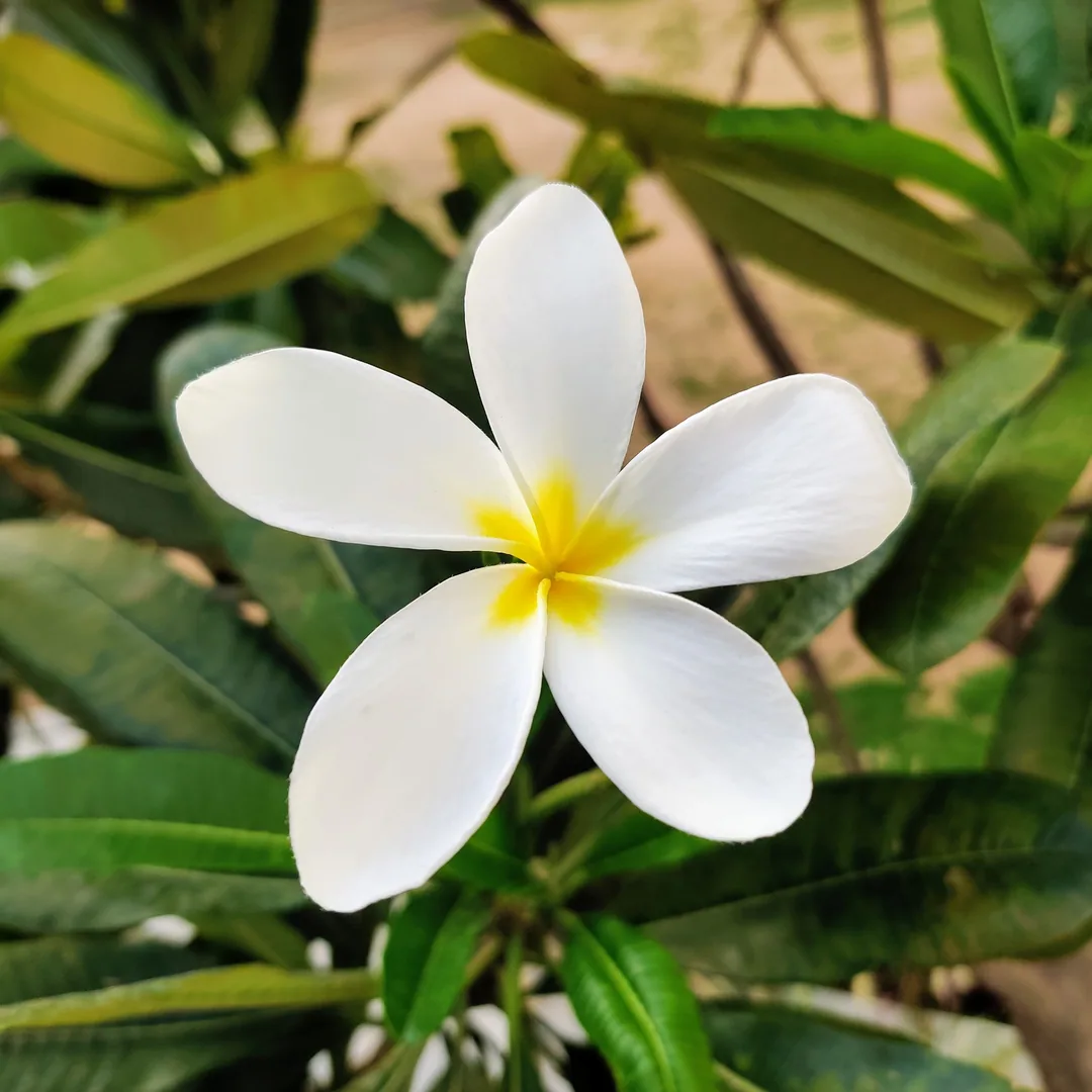 Frangipani love ð ð¸