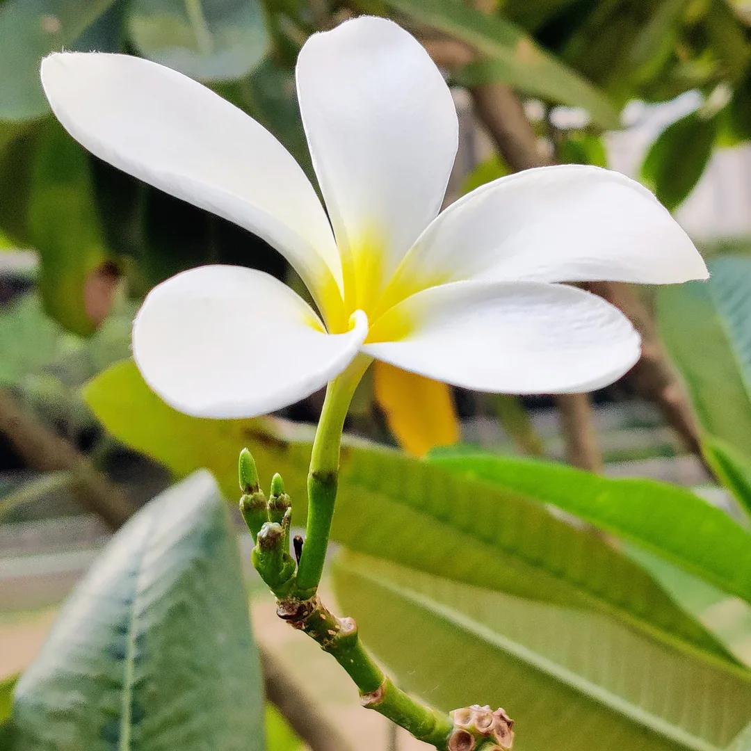 Frangipani love ð ð¸