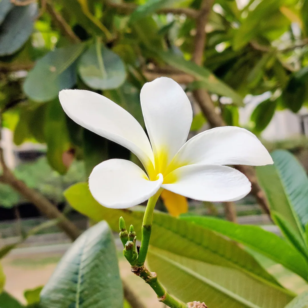 Frangipani love ð ð¸
