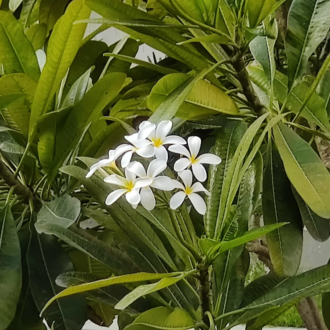 Frangipani love ð ð¸