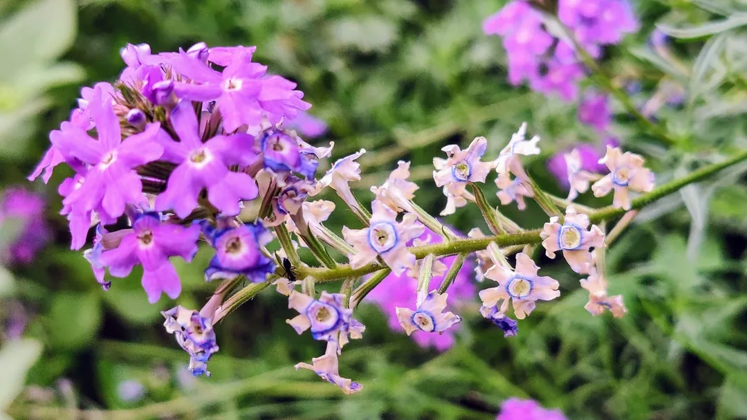 Verbena