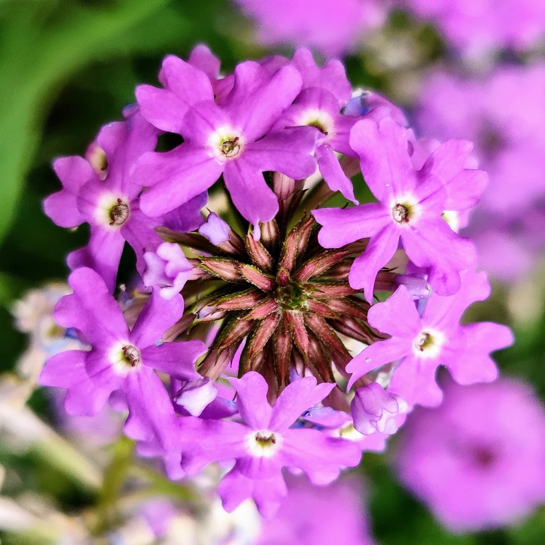 Verbena