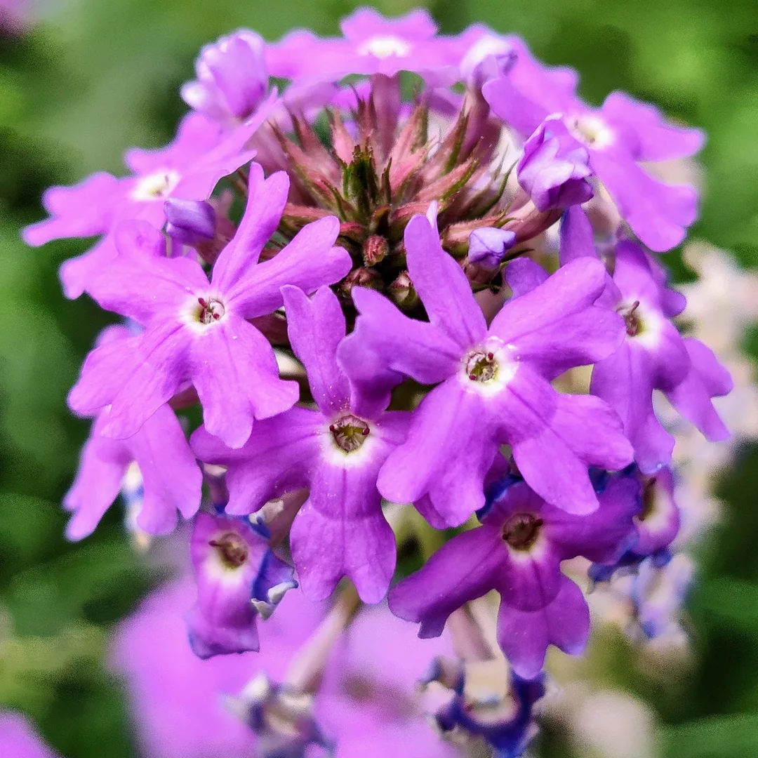 Verbena