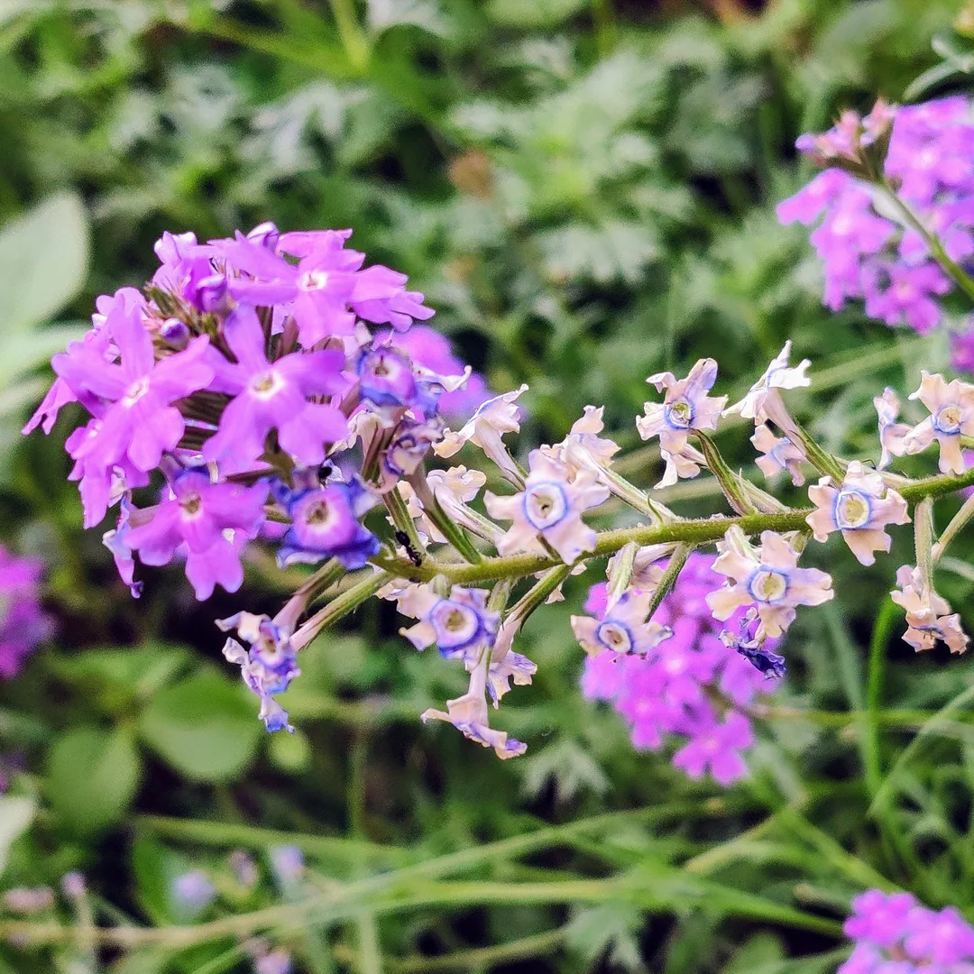 Verbena