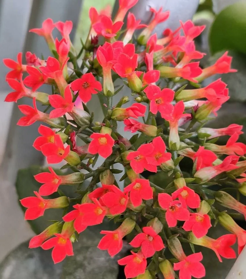 Kalanchoe?