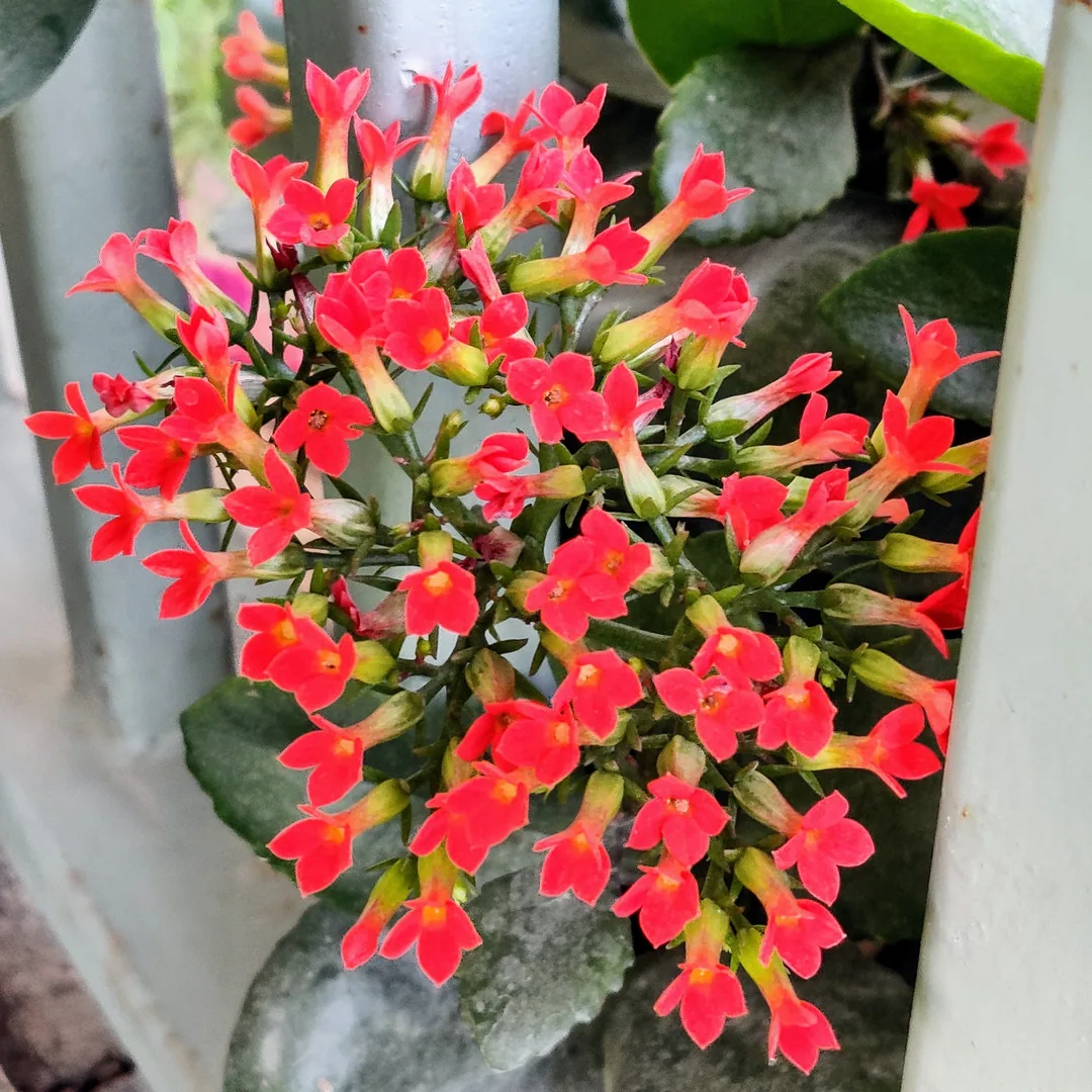 Kalanchoe?