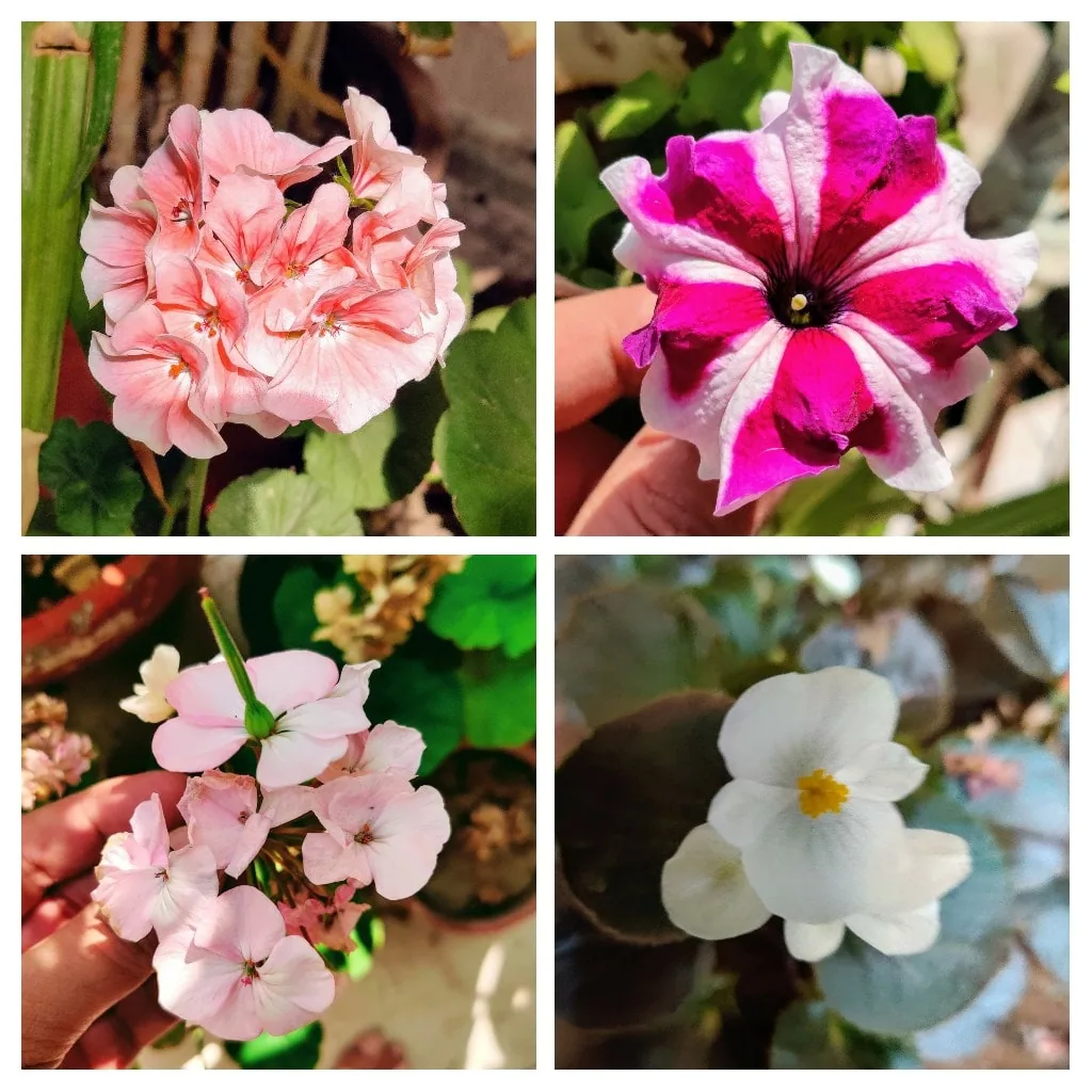 #Flowers from our home. Clockwise from the top right, we have Mr. Petunia, Ms. Begonia, Messers Phlox, and the Geraniums