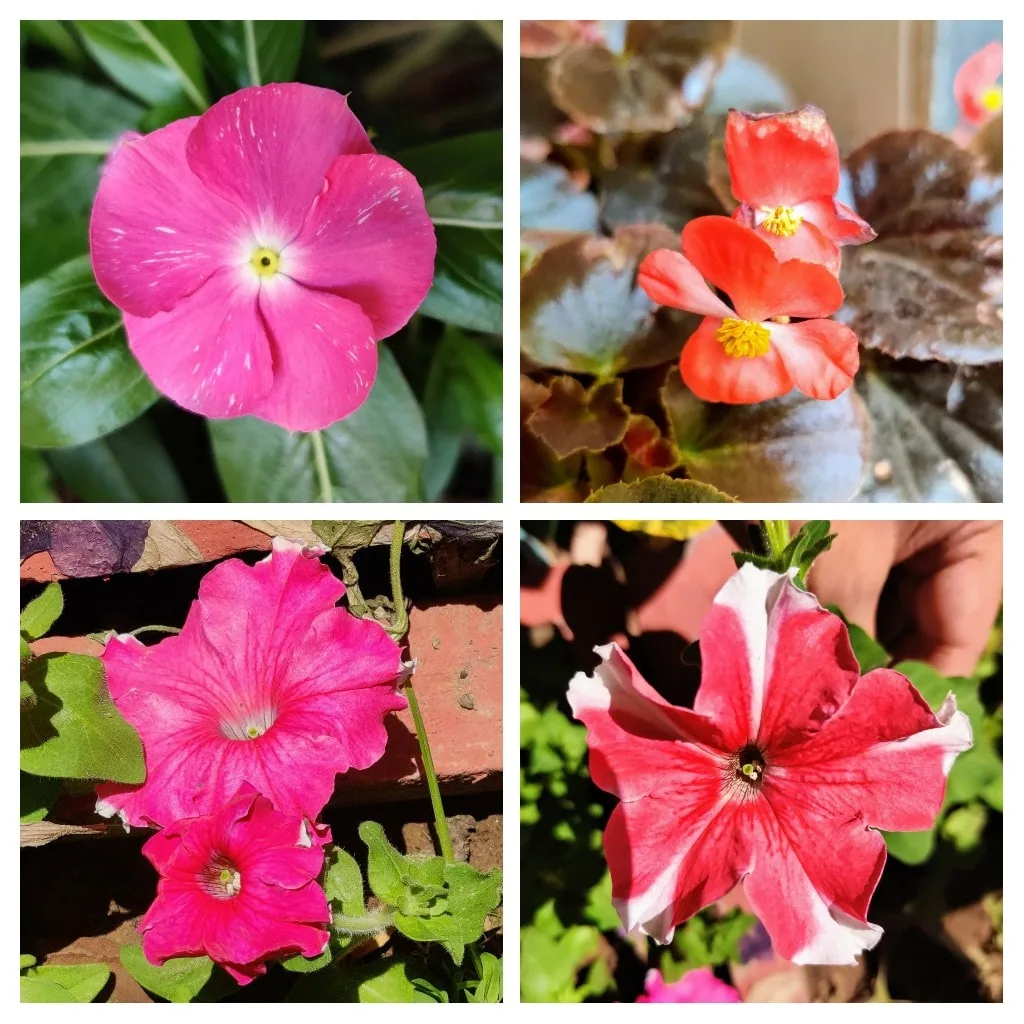 More #flowers from the homestead.

Wax Begonia, Petunia, Surfinia and Periwinkle.

#gardening #indooricons