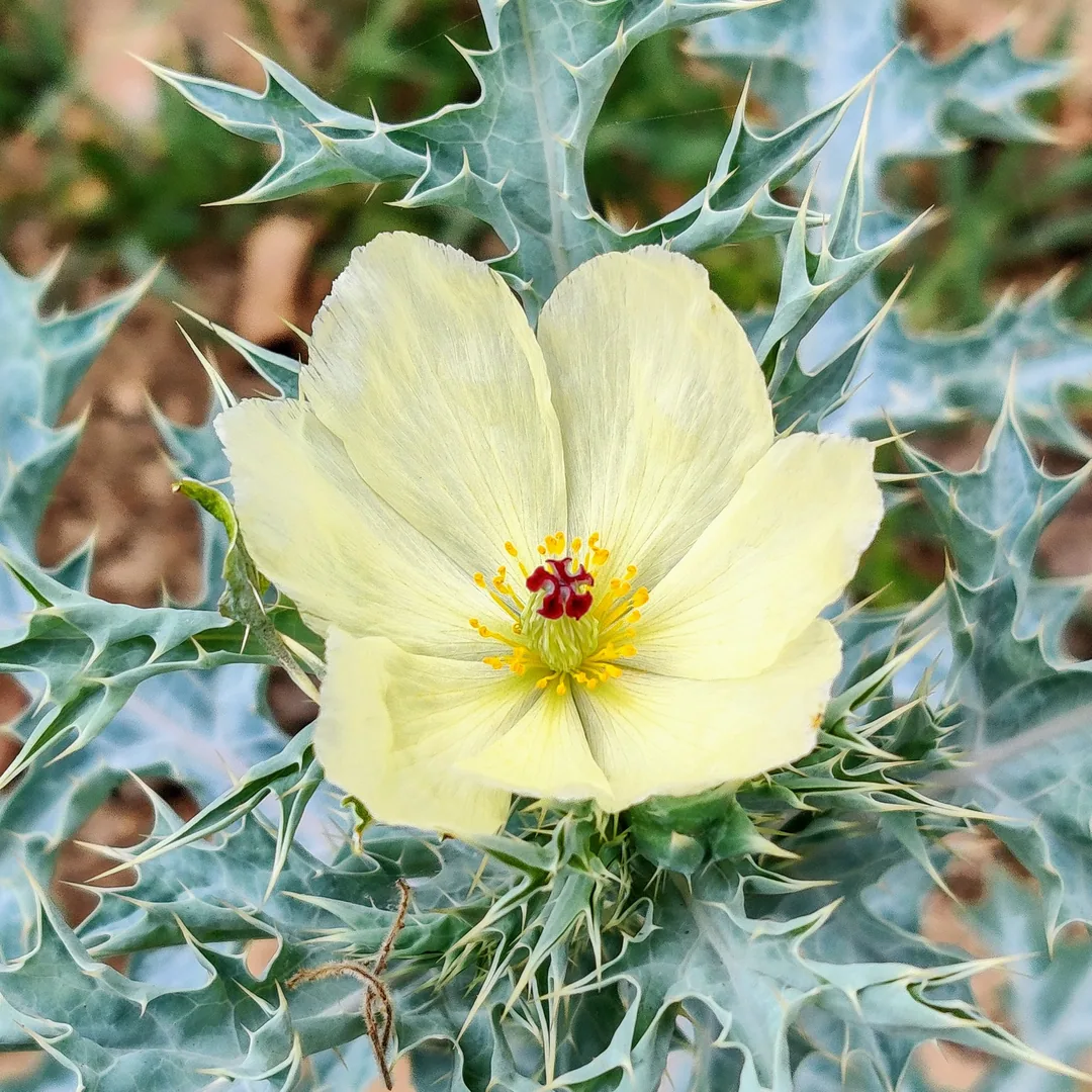 The most beautiful flower I have ever seen.

How poetic that it should sit upon a crown of thorns.

Google says this is 