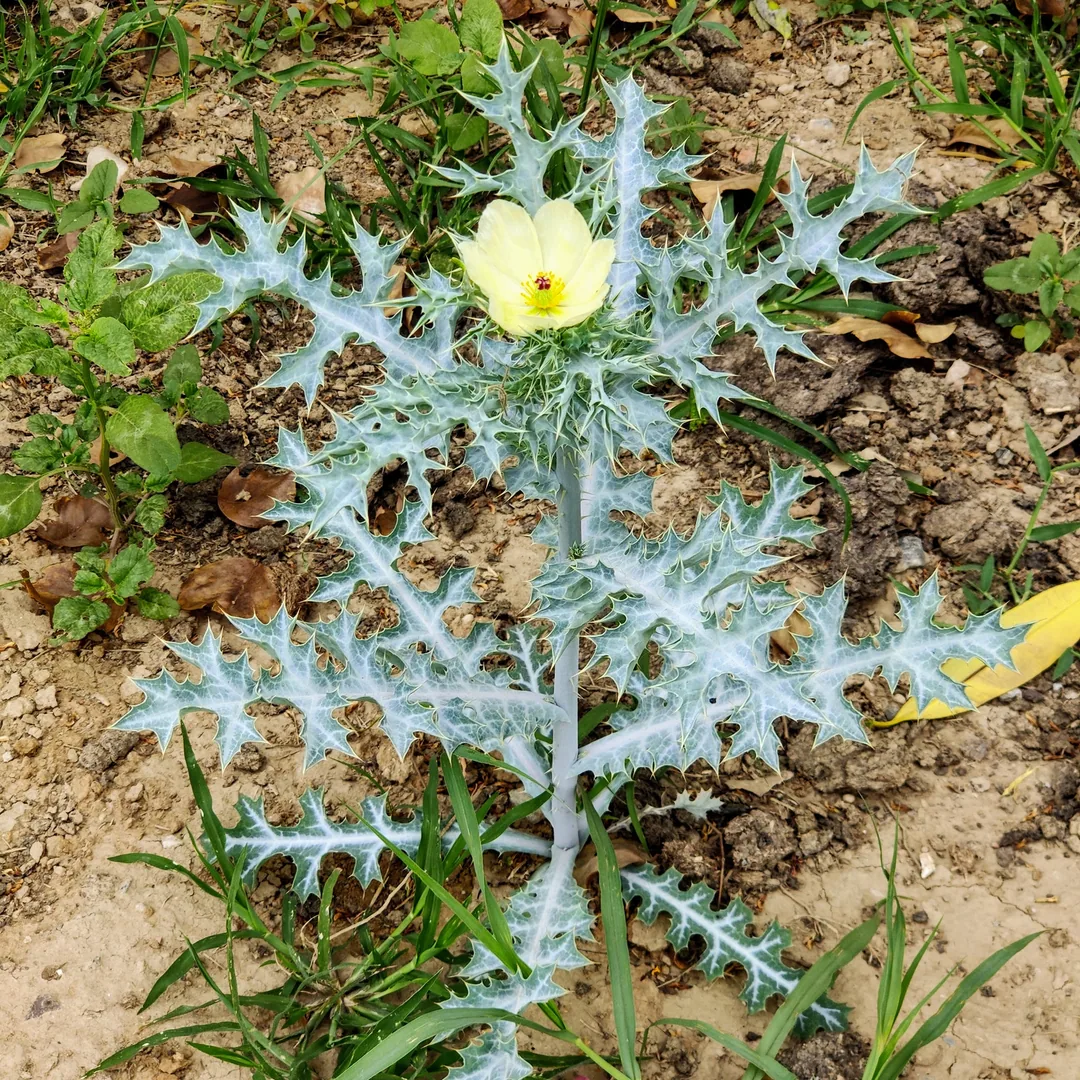 The most beautiful flower I have ever seen.

How poetic that it should sit upon a crown of thorns.

Google says this is 