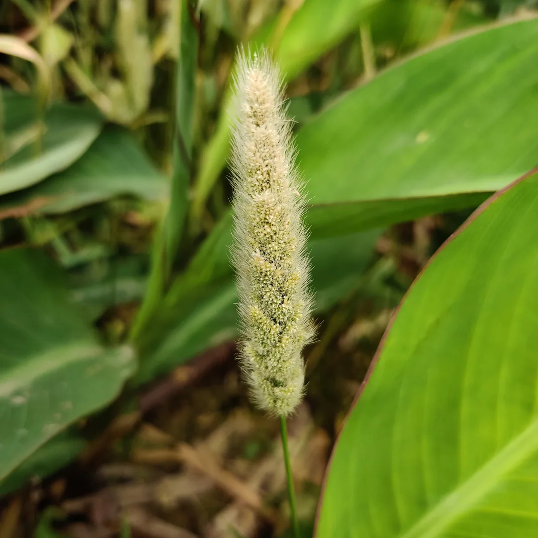 Do you remember these? I remember these. They used to grow in school somewhere. I remember sticking them onto kids' swea
