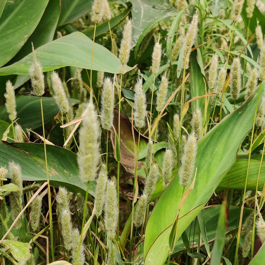 Do you remember these? I remember these. They used to grow in school somewhere. I remember sticking them onto kids' swea