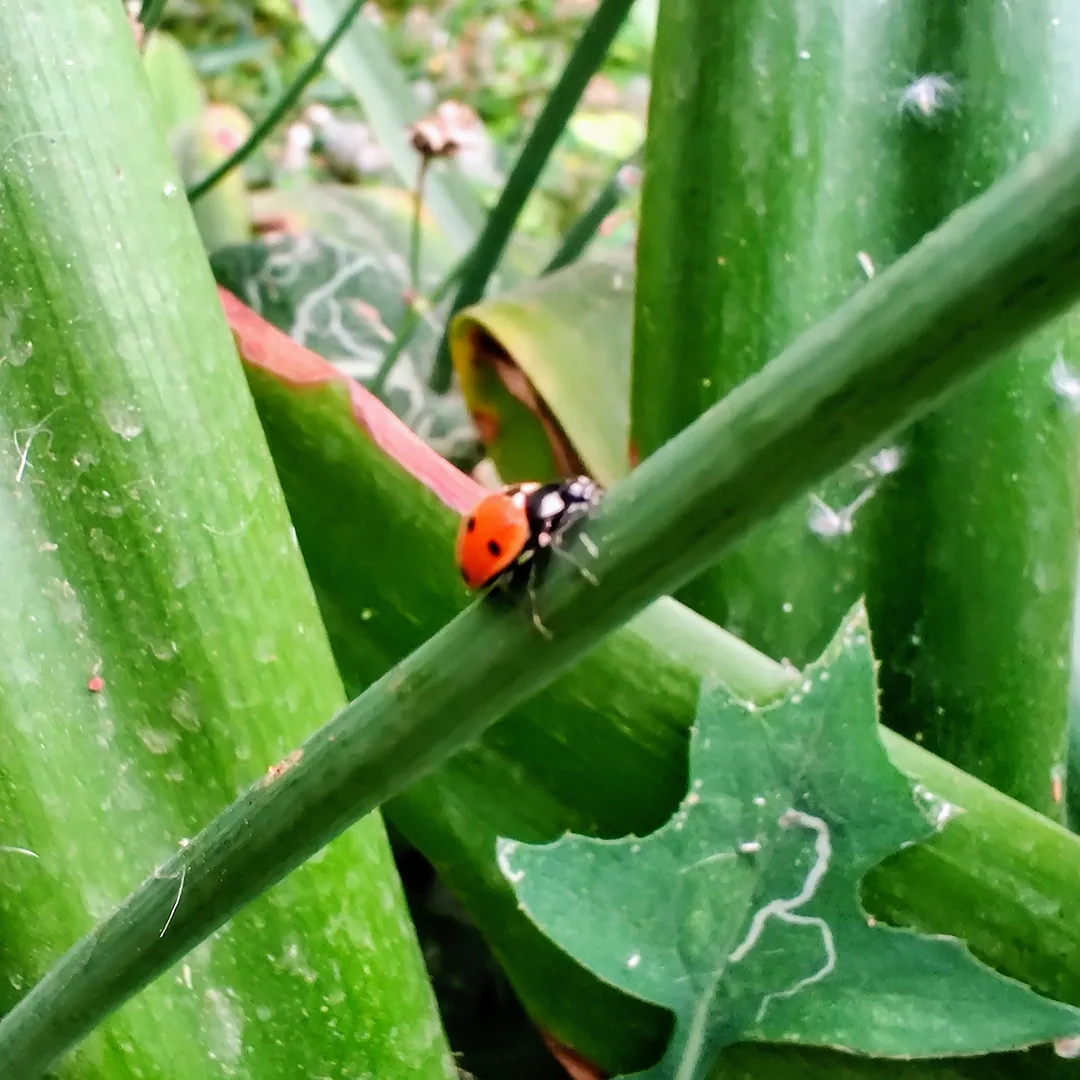 Ladybirds are fast little fellows. This one was crawling up and down this stalk with gusto.