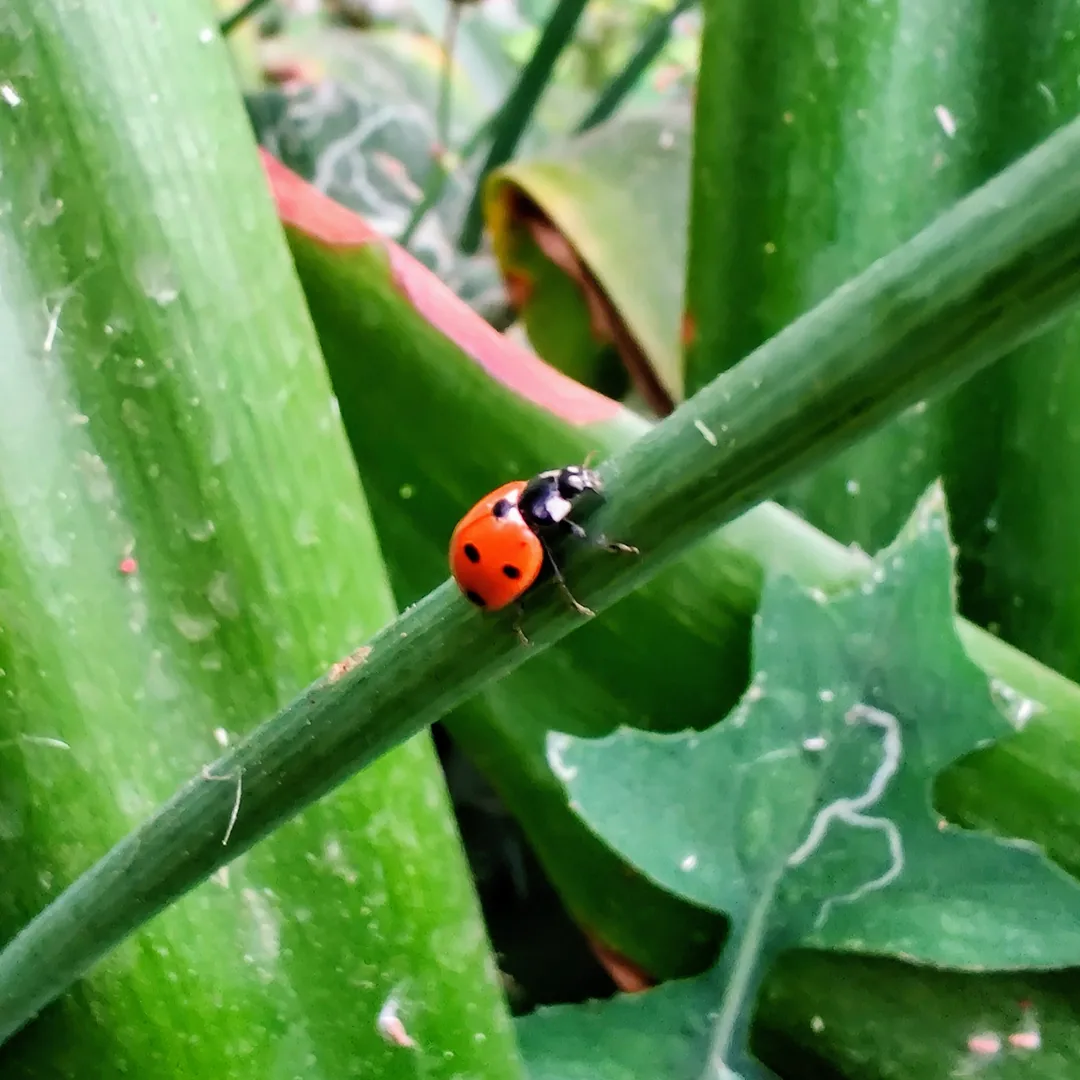 Ladybirds are fast little fellows. This one was crawling up and down this stalk with gusto.