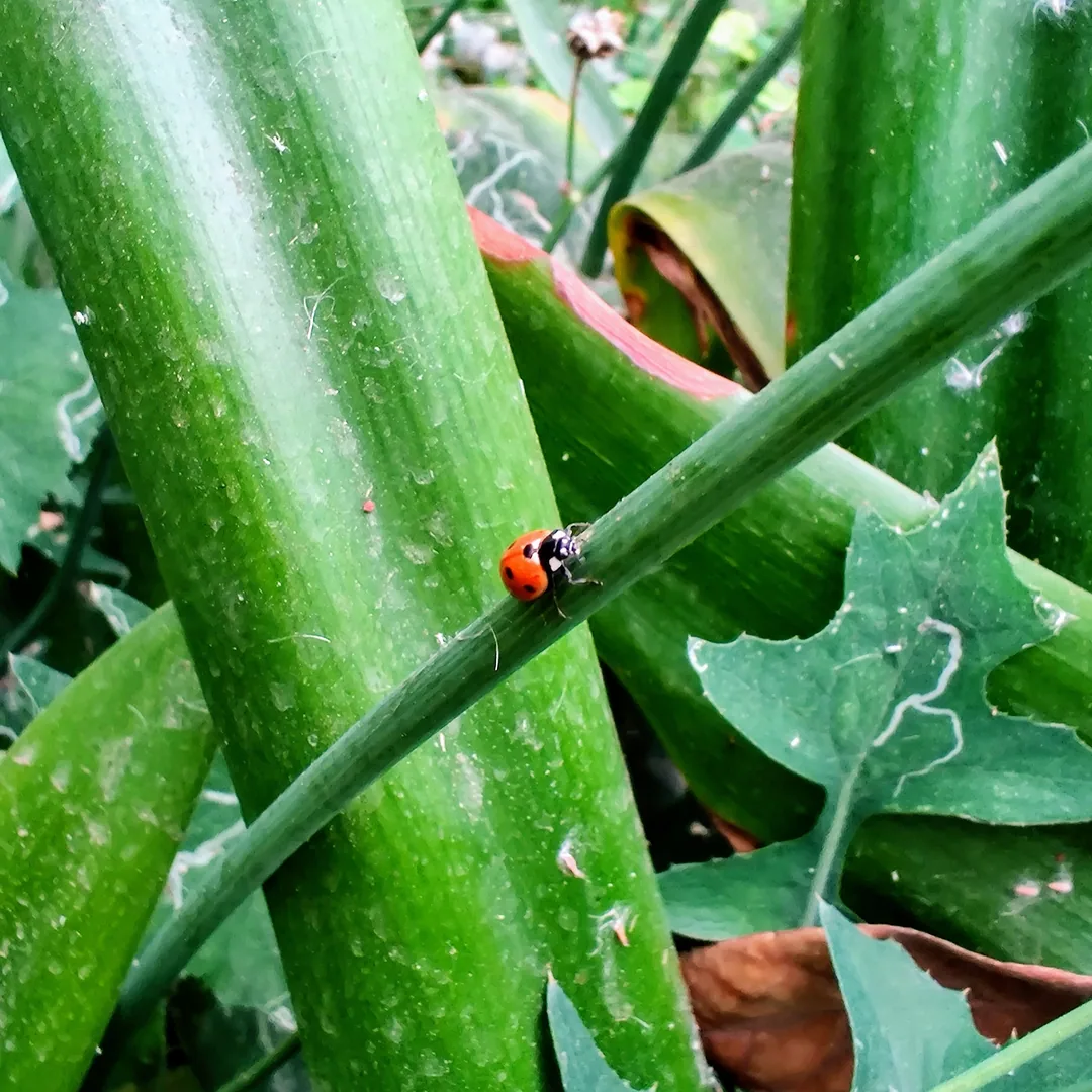 Ladybirds are fast little fellows. This one was crawling up and down this stalk with gusto.