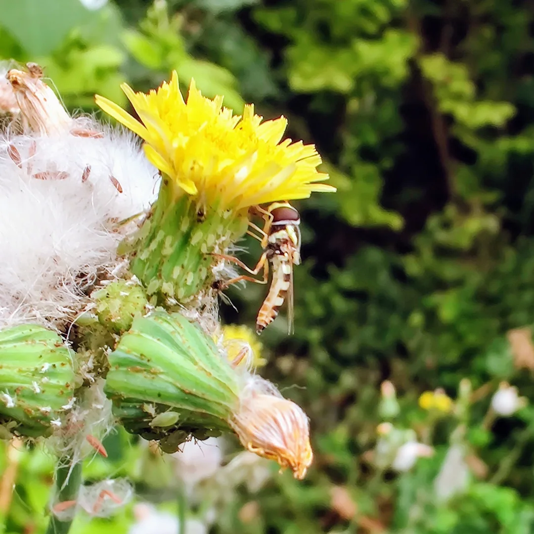 Marmalade hoverfly on a common dandelion. Poised for take off.