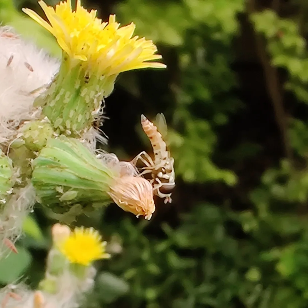 Marmalade hoverfly on a common dandelion. Poised for take off.