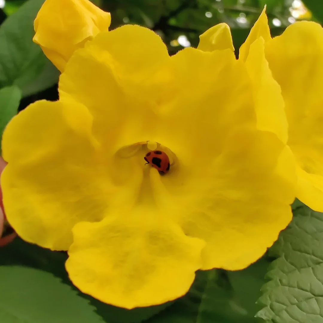 A tiny ladybird beetle inside a yellow elder flower