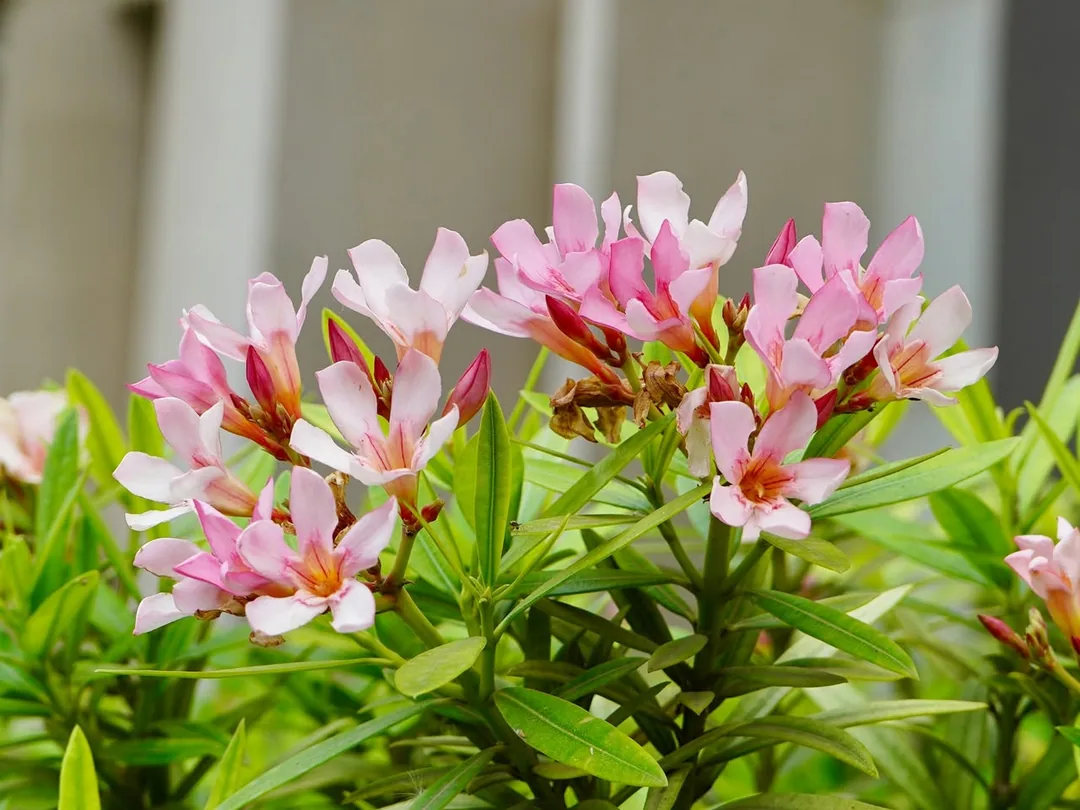 More Oleander