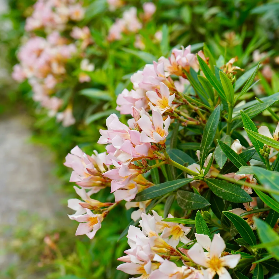 More Oleander