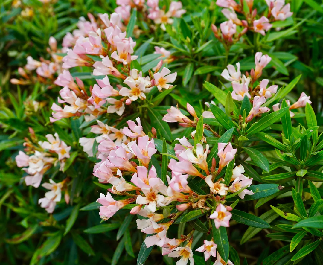 More Oleander