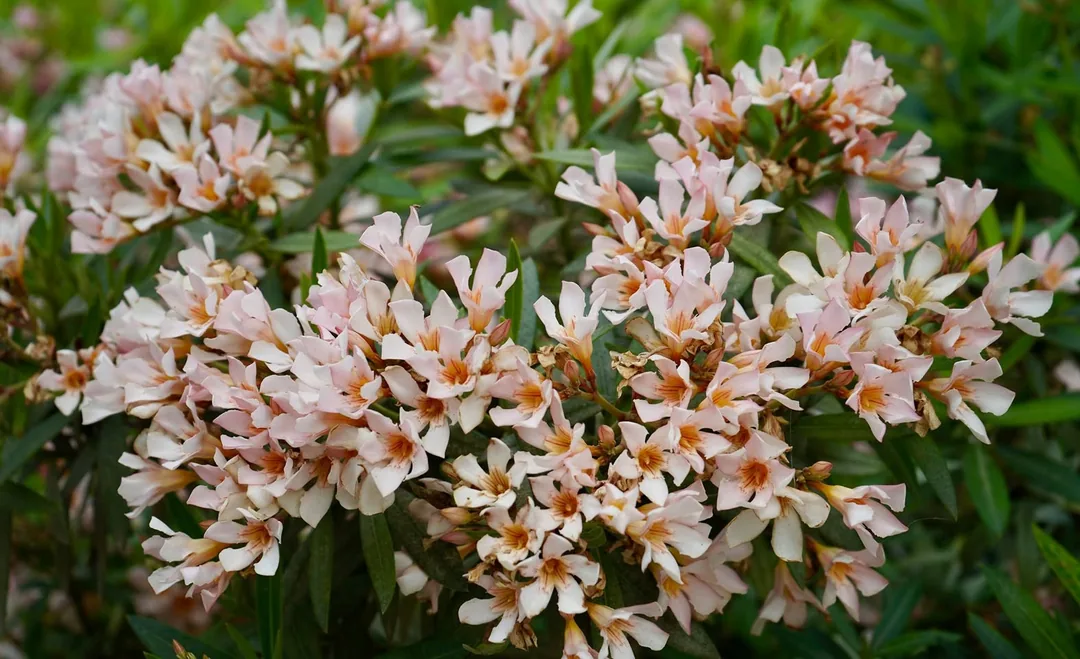 More Oleander