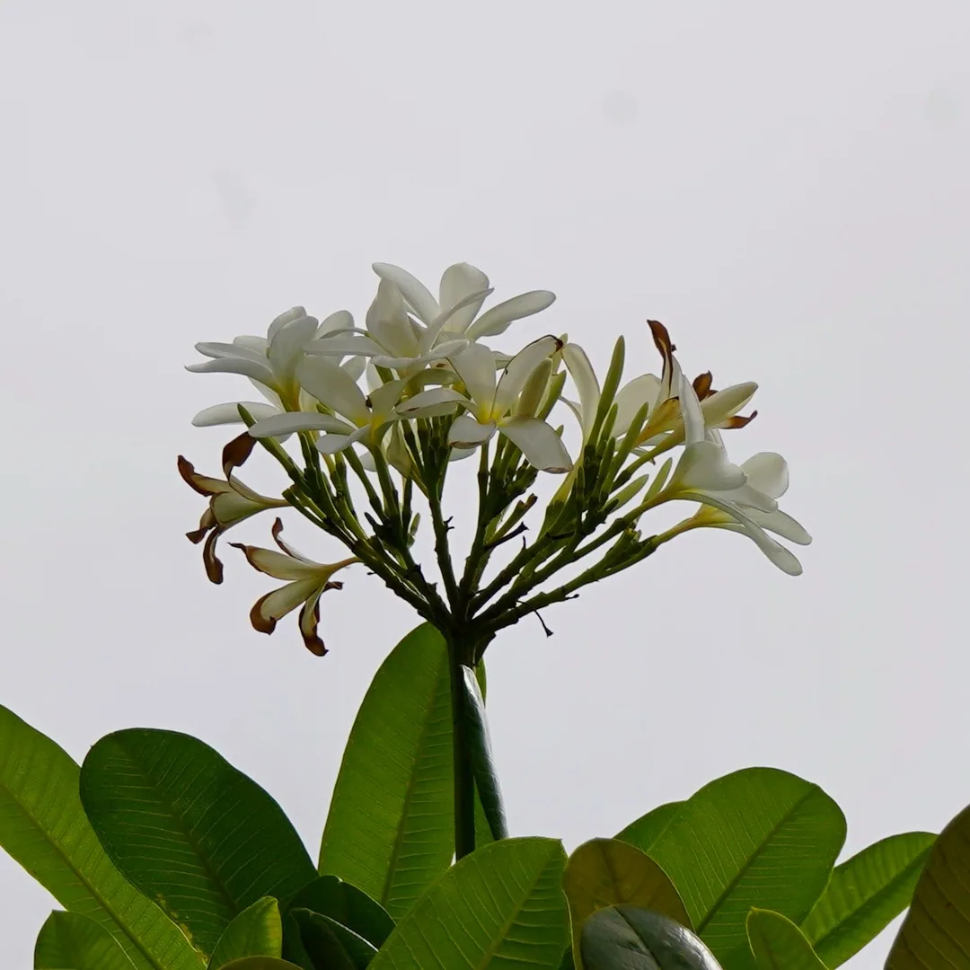 Can't have enough frangipani