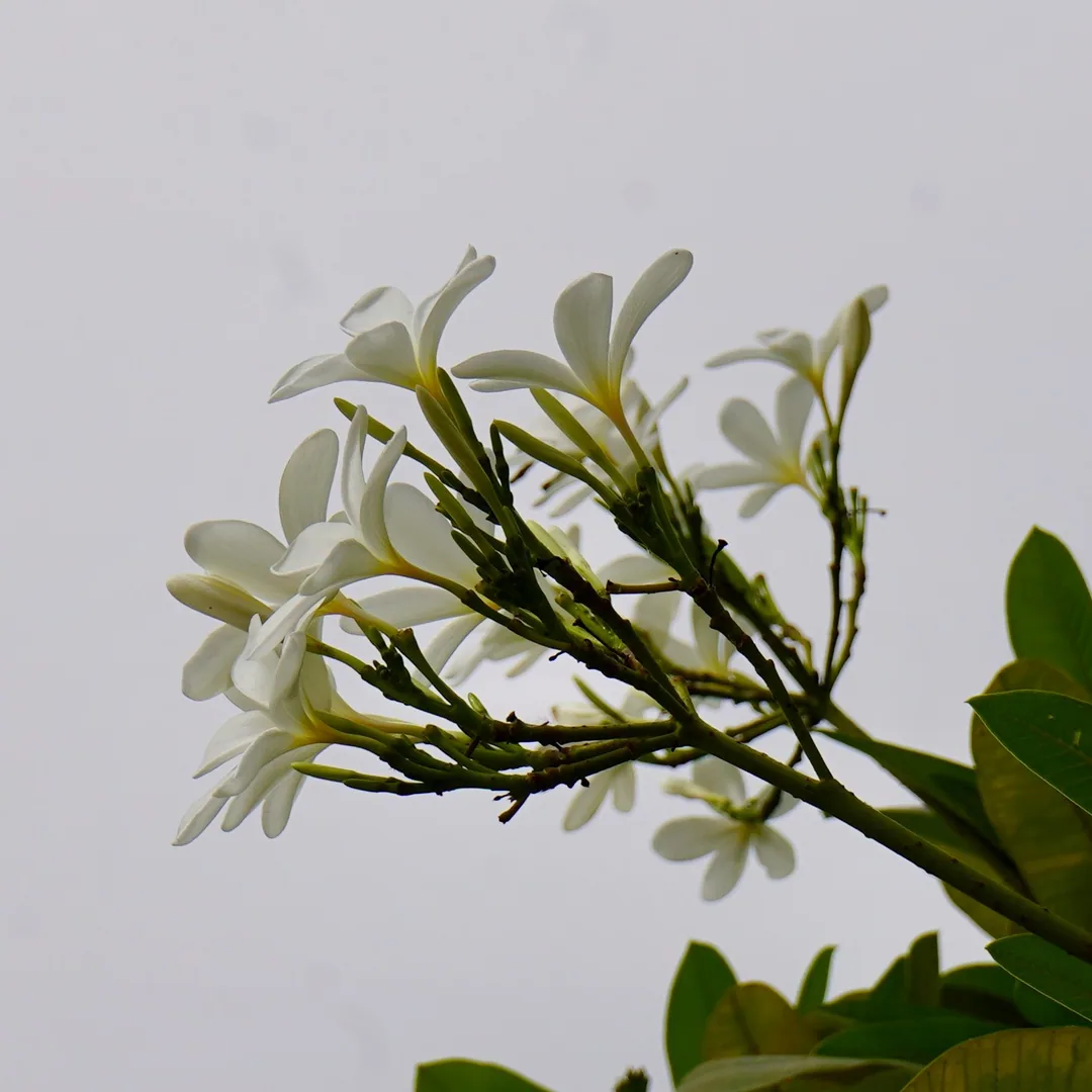 Can't have enough frangipani