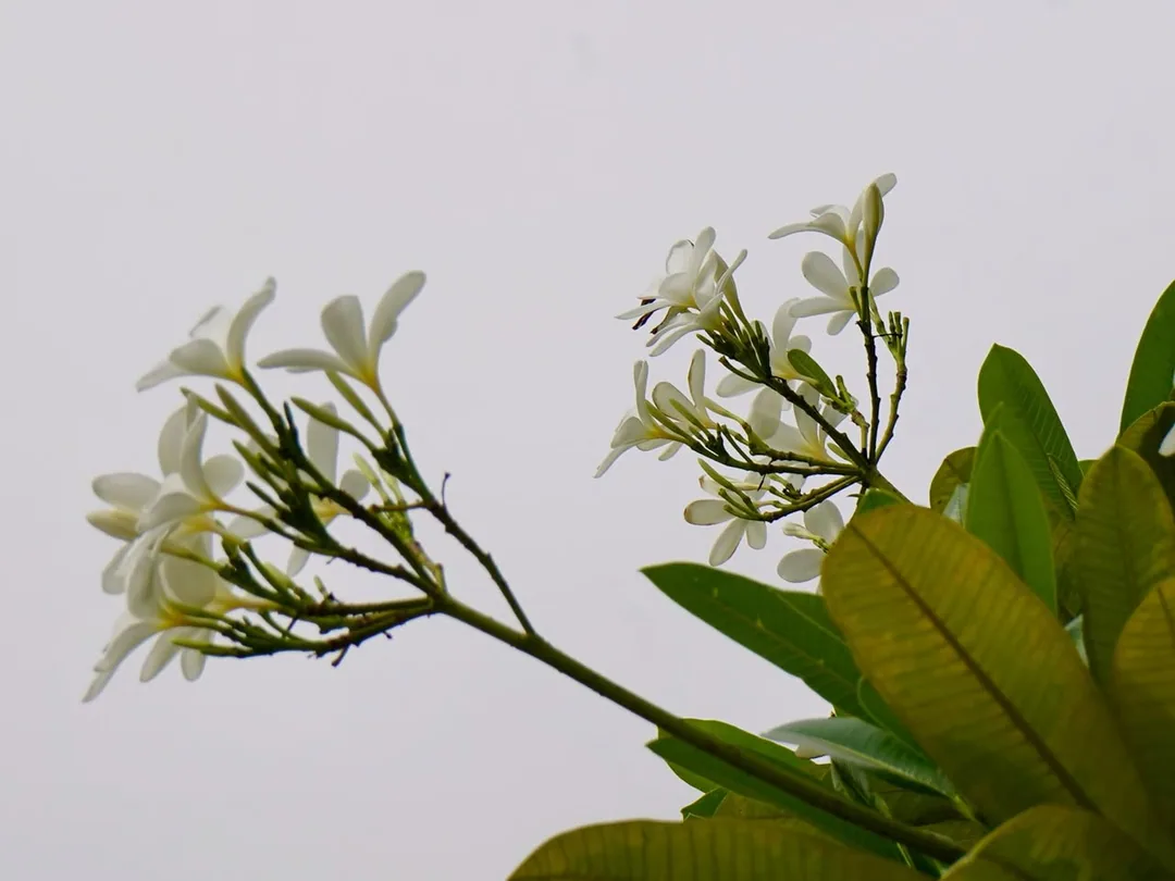 Can't have enough frangipani
