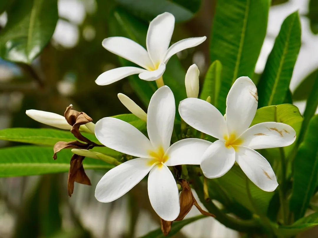 Can't have enough frangipani