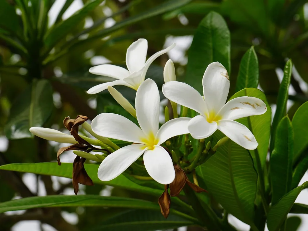 Can't have enough frangipani
