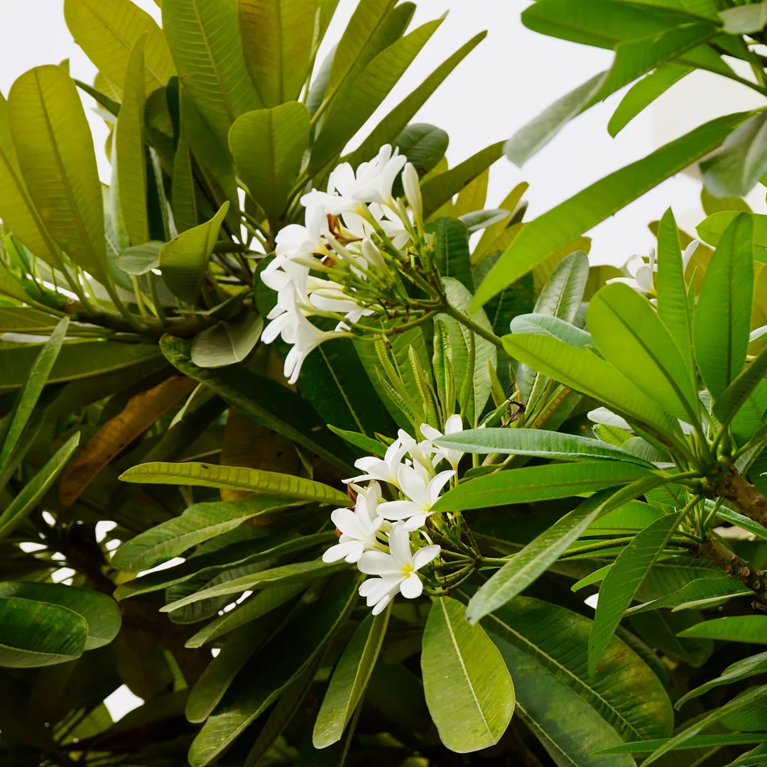 Can't have enough frangipani