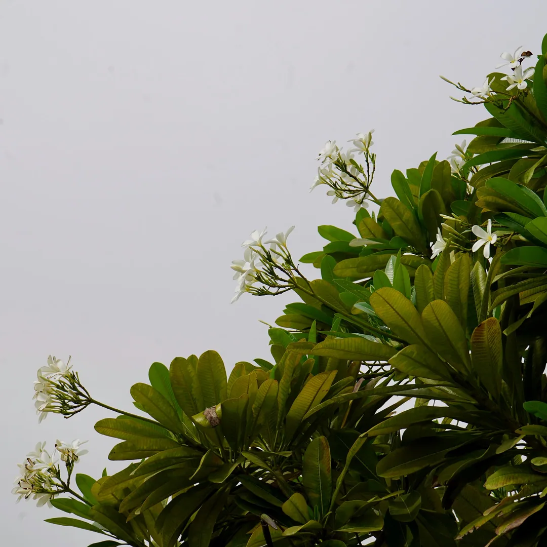 Can't have enough frangipani