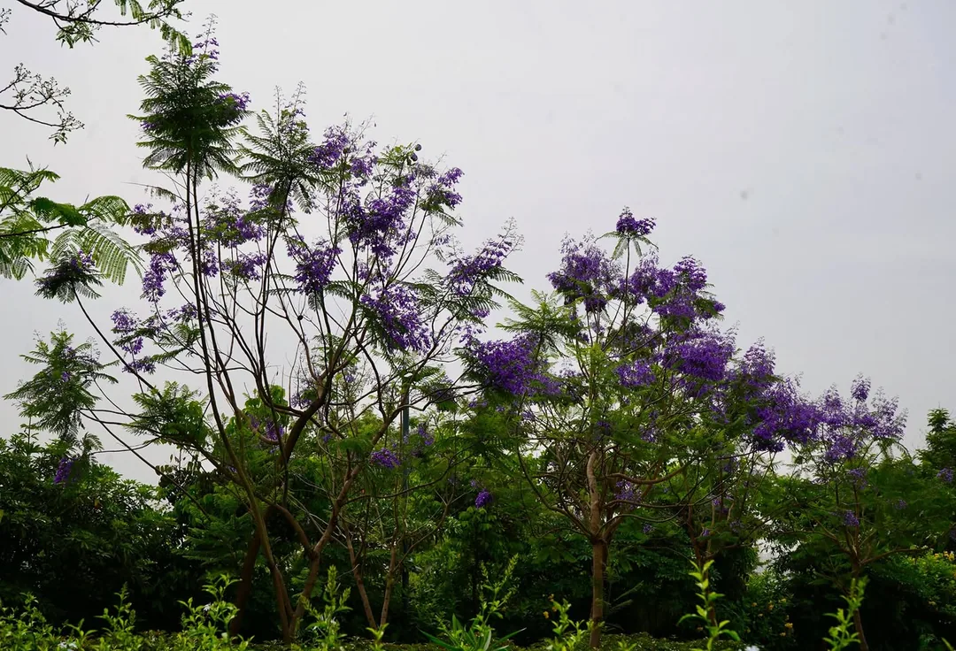 Blue Jacaranda trees