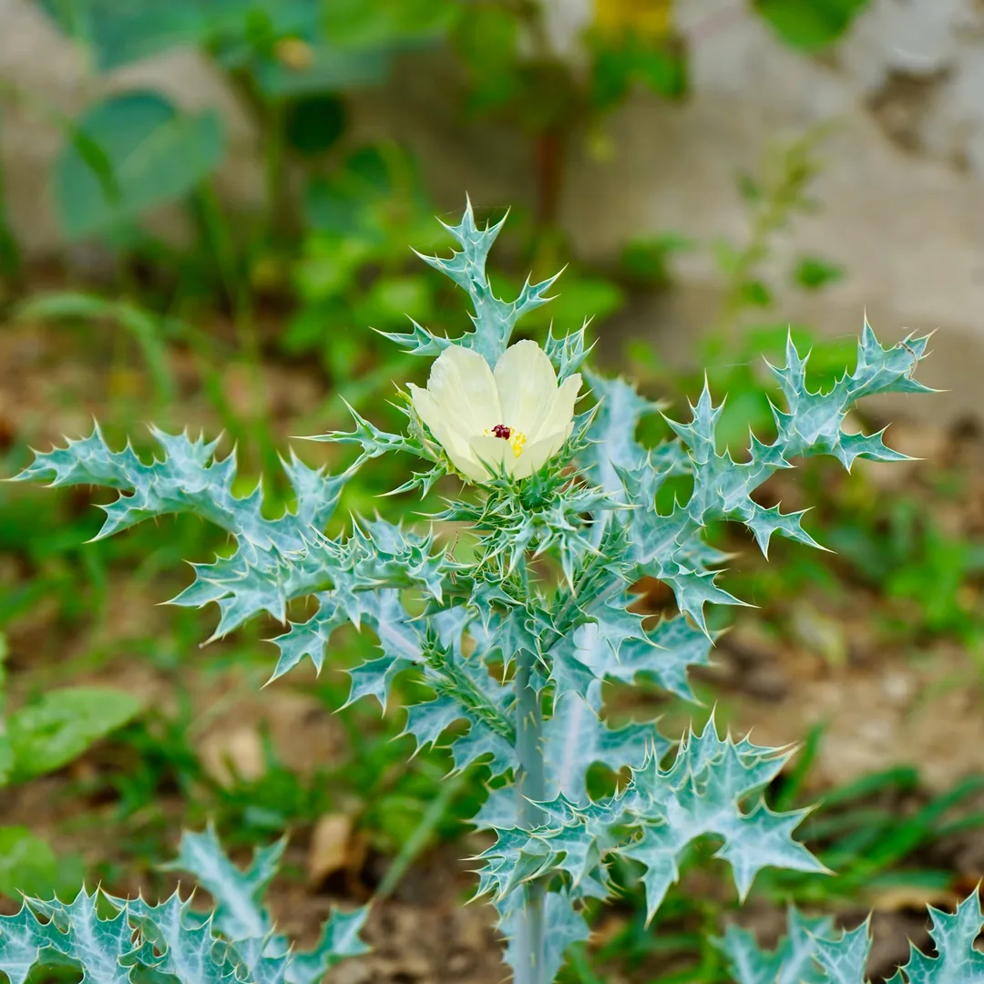 Some more Mexican Thorny Poppy