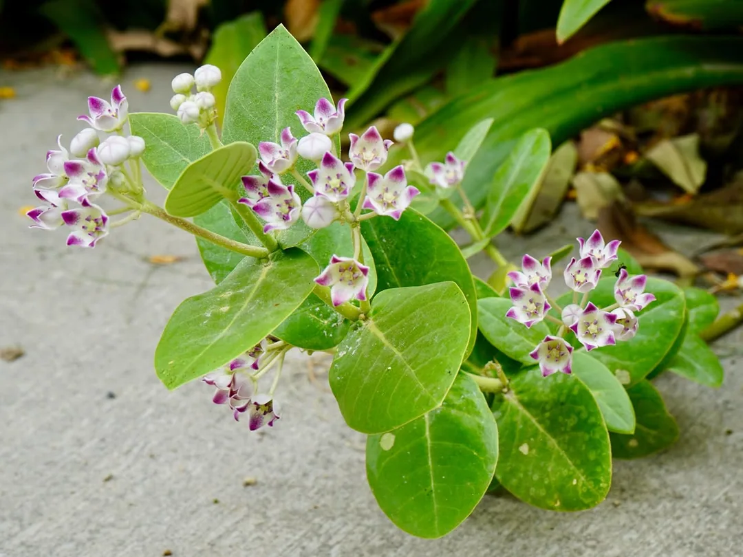 The Madar flower