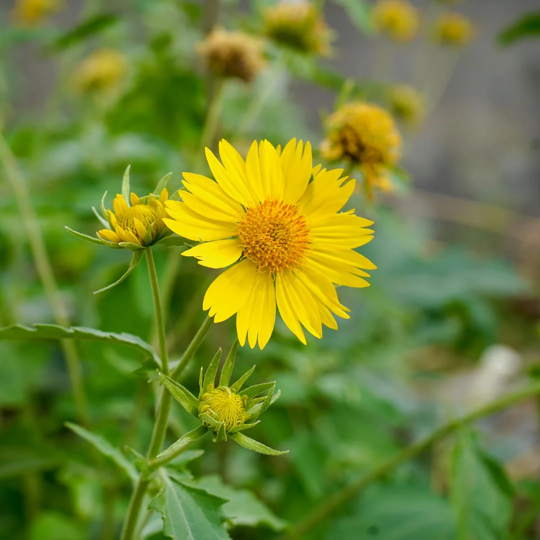 The common daisy or the tickseed?