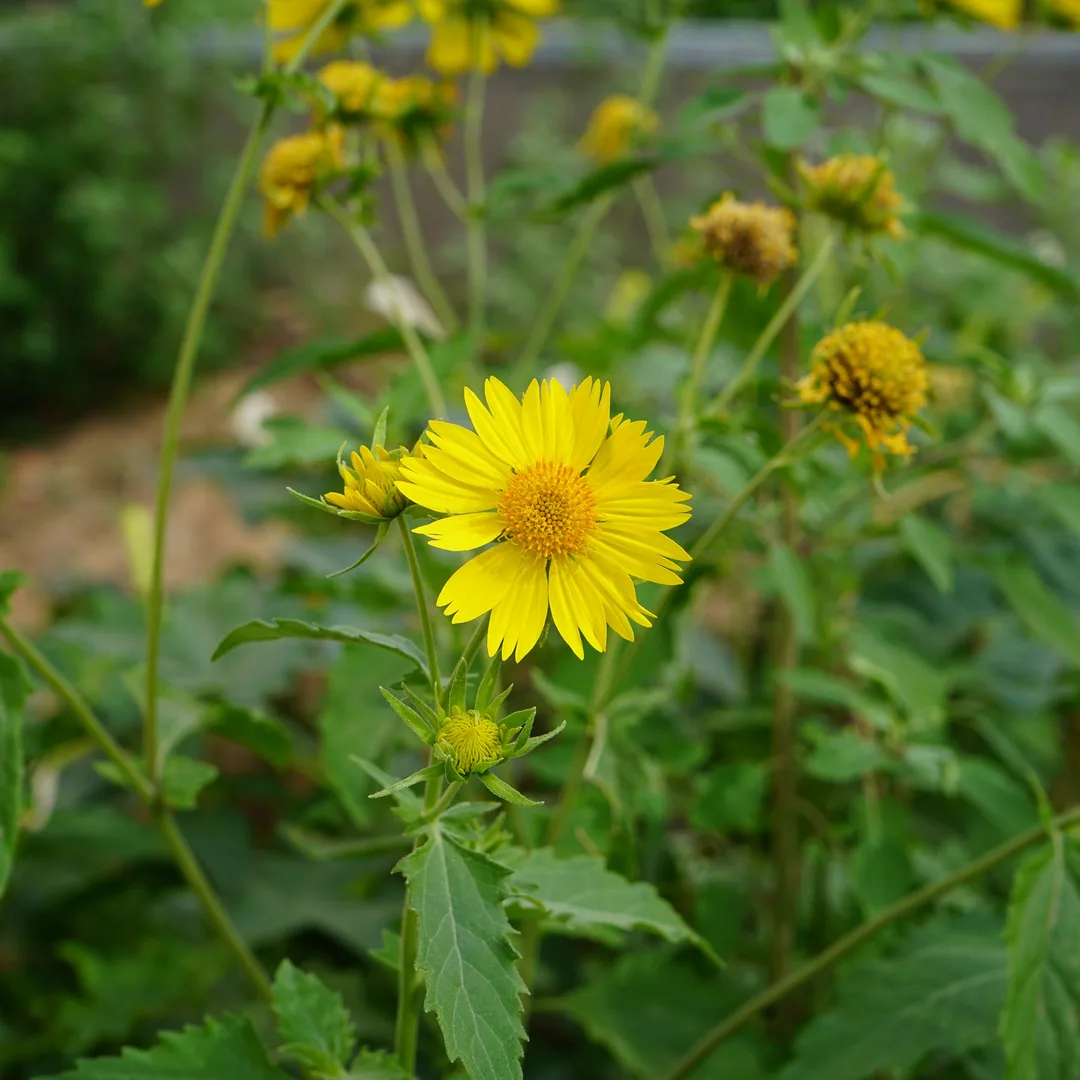The common daisy or the tickseed?