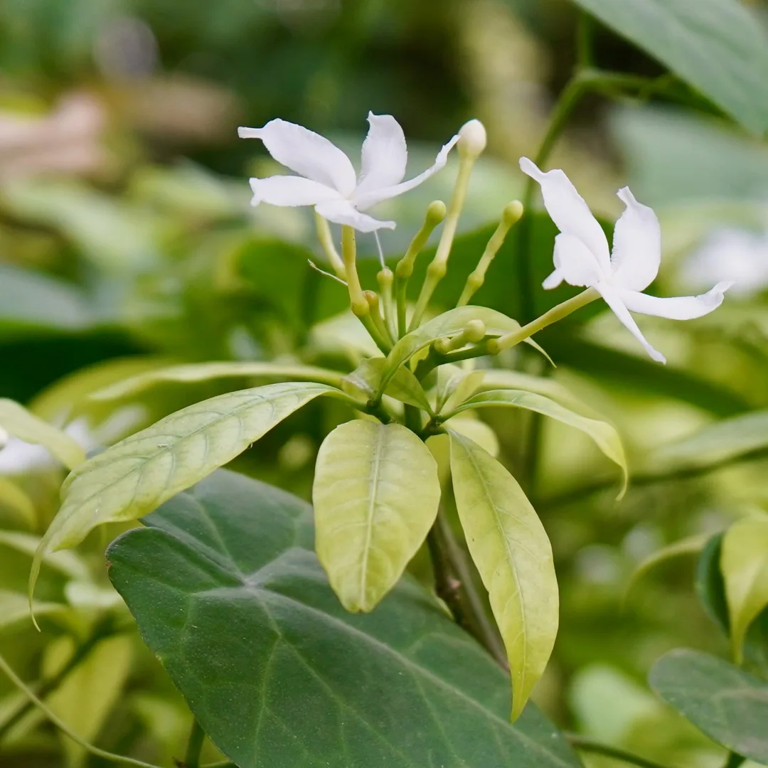 Jasmine