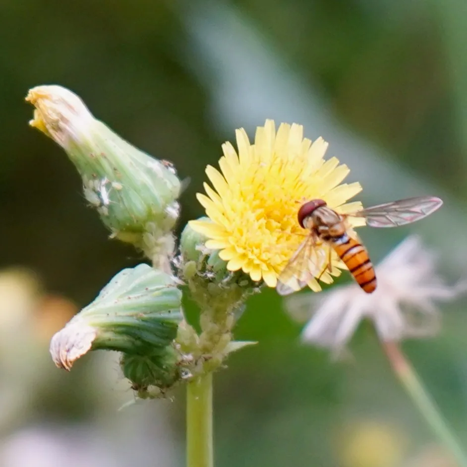 Hoverfly