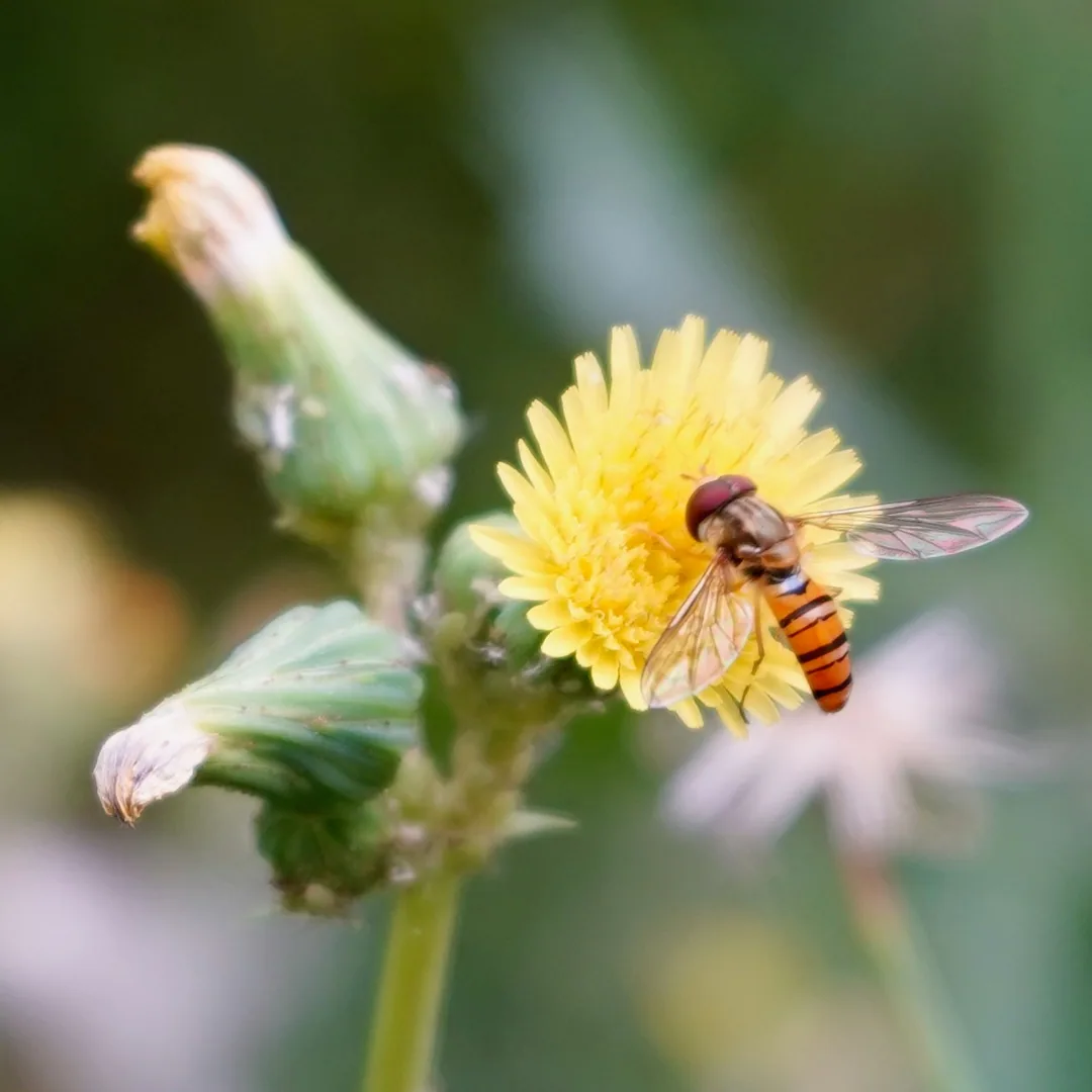 Hoverfly