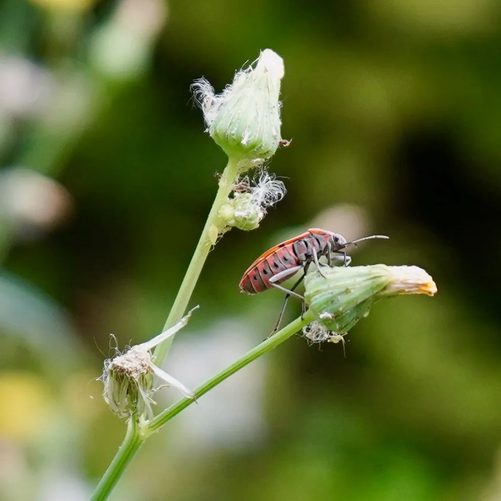 Red bug