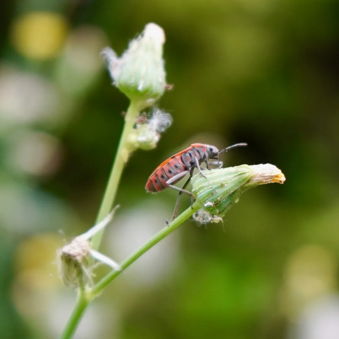 Red bug