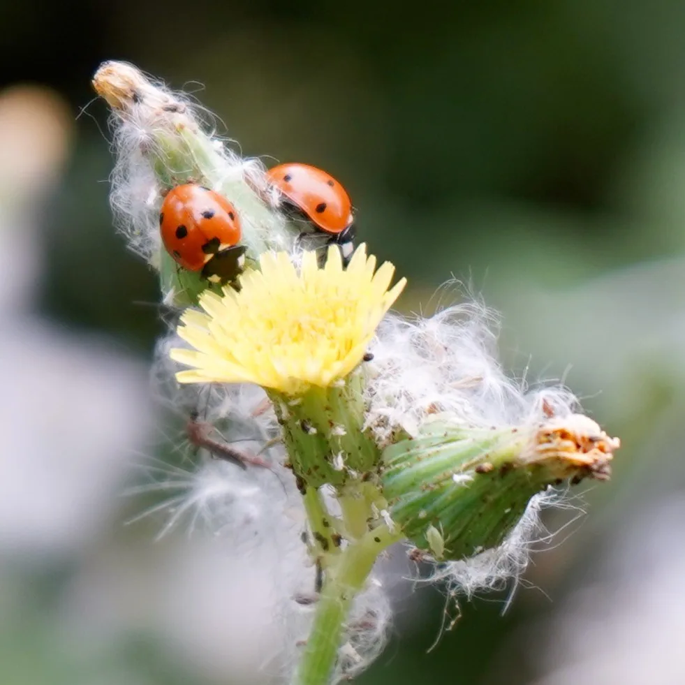 Seven-spotted ladybird beetles ð