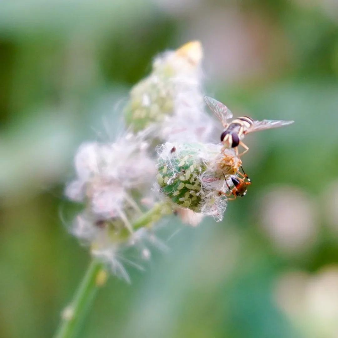 Hoverfly