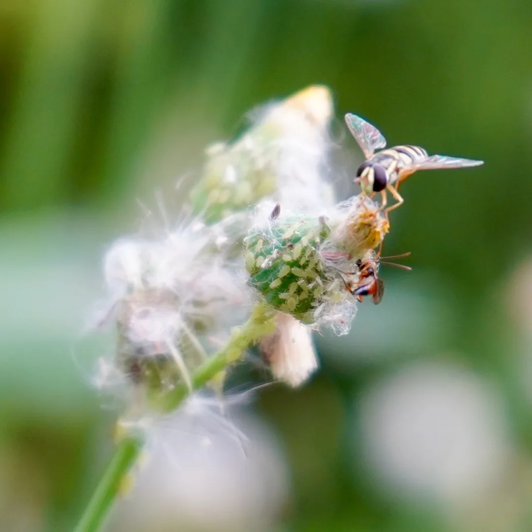 Hoverfly