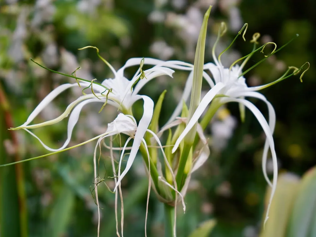 Spider lilies