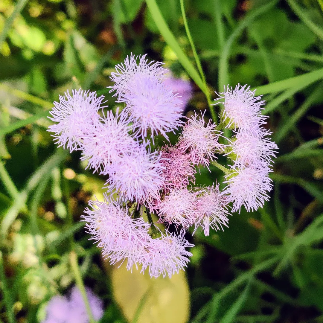 Mistflowers
