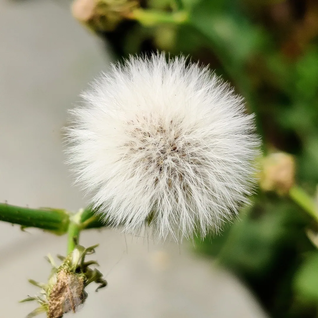 Because you folks love dandelions so much