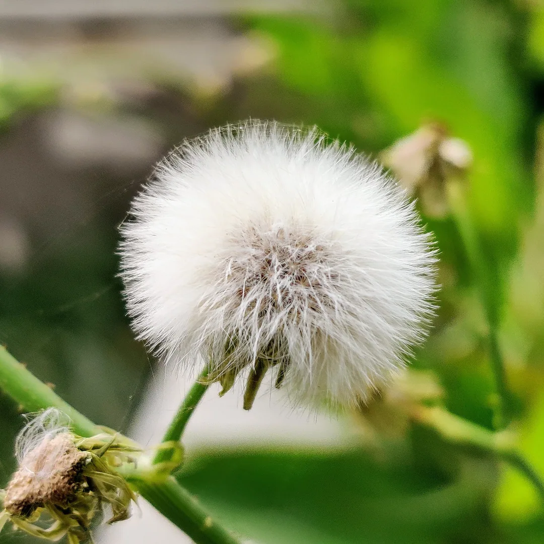 Because you folks love dandelions so much